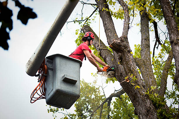 Best Professional Tree Care  in Ninety Six, SC